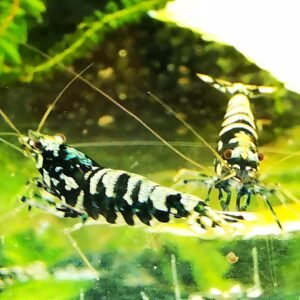 GALAXY BLACK - 1.0 CM